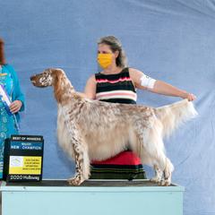 Redman - English Setter