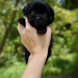 Companion Cross, Mal-Shi, Maltese, Maltipoo, Morkie, and Shih Tzu Puppies from Seeking Shalom Acres Maltese, Maltipoos & Havamalts