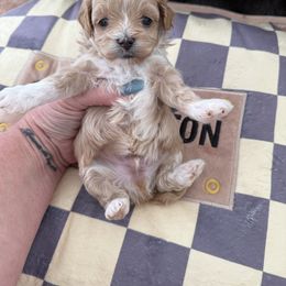 Reserved for Diana - Apricot male Maltipoo puppy in Fredericktown, Missouri from Doodle Pups Fur-Ever