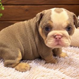 Mabel - Lilac tri-color female Bulldog puppy in Bell Gardens, California from G bulldogs