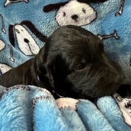 Goldendoodle Puppies from Bridger Peak Doodles