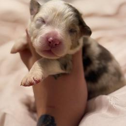 Phoenix AKC - Red merle male Australian Shepherd puppy in Polk City, Florida from Skaky Shepherds