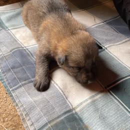 Boy 1 - Sable male German Shepherd puppy in Greenwood, South Carolina from Malone’s Palmetto Puppies