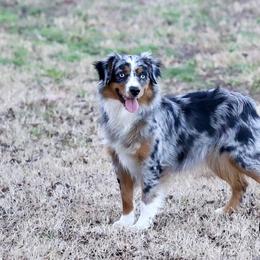 Spell - Miniature Australian Shepherd
