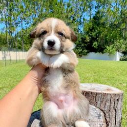 Waffle - Red and white male American Corgi puppy in Florida from Sunrise Corgis