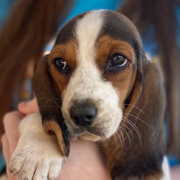 Basset Hounds from Forest Farm Bassets