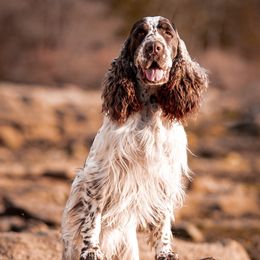 Bo - English Springer Spaniel