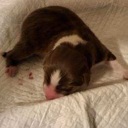 Zombie - Red tri-color male Australian Shepherd puppy in Albany, Oregon from Red Cloud Australian Shepherds and DeGray Great Danes & Bulldogs