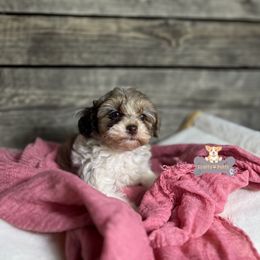 Cavalier King Charles Spaniel, Golden Retriever, and Schnoodle Puppies from Fluffy Buttz