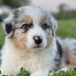 Justin - Blue merle Australian Shepherd puppy in Kansas City, Missouri from Aussie Hill Farm