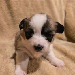 Twinkle - Red female Pembroke Welsh Corgi puppy in Hebron, Kentucky from The Clever Corgi