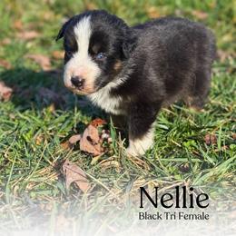 Nellie - Black tri-color female Australian Shepherd puppy in Columbia, Kentucky from Caywood Aussies