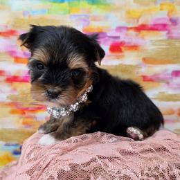 Chanel - Black and tan female Yorkshire Terrier puppy in Monticello, Iowa from Ashley’s Puppies