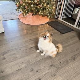 Taquito - Orange parti female Pomeranian puppy in Newport News, Virginia from Nel’s Pomeranians