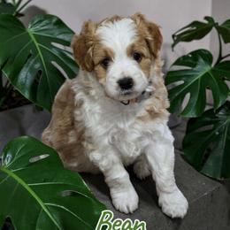 Bean - Red merle male Aussiedoodle puppy in Lebanon, Oregon from Abbott Family Farm