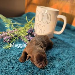 Maggie - female Shihpoo puppy in Delphos, Ohio from Route 66 Poodles & Doodles, Sapphire Shih-tzu's of Ohio