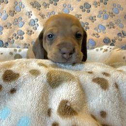 Only boy - Cream male Dachshund puppy in Moriarty, New Mexico from Lil Smokey’s of New Mexico