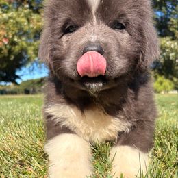 Female 1 - White and gray female Newfoundland puppy in New York from Johnson Farms