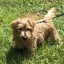 Red Collar Male - Red wheaten male Norfolk Terrier puppy in Bristol, Tennessee from Holston Hollow Farm