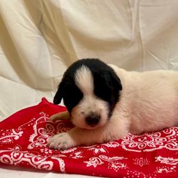 Red - White and black male Karakachan puppy in Pikeville, Tennessee from Rock Solid Ranch