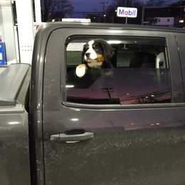 Bernese Mountain Dog Puppies from Emerald Acres Bernese