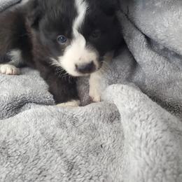 Brooke - Black and white female Border Collie puppy in Chester, Vermont from Countryside Border Collies