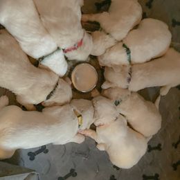 Goldendoodle Puppies from Sunnyside Botanical