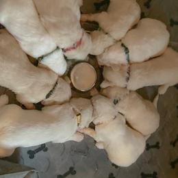 Goldendoodle Puppies from Sunnyside Botanical