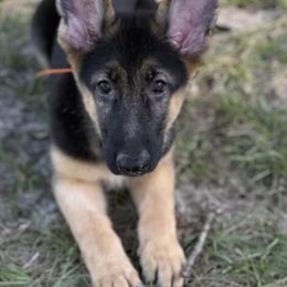 Klaus - Black and tan male German Shepherd puppy in Florida from Best Shepherds