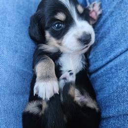Orzo - Piebald male Dachshund puppy in Anaconda, Montana from Montana Country Dachshunds