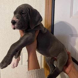 Great Dane and Yorkshire Terrier Puppies from Chuck City Danes