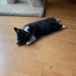 American Corgi and Pembroke Welsh Corgi Puppies from Koko's Kennels