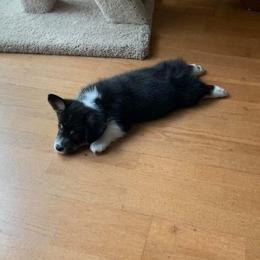 American Corgi and Pembroke Welsh Corgi Puppies from Koko's Kennels