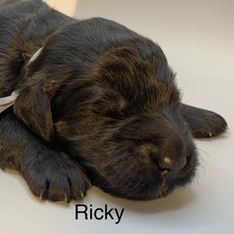 Ricky - Black male Goldendoodle puppy in New Ringgold, Pennsylvania from Hawk Mountain Doodles