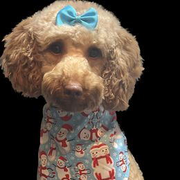 Winnie - Goldendoodle