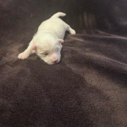 Blossom - White female Coton de Tulear puppy in Timber, Oregon from Sterling’s Sweet Cotons