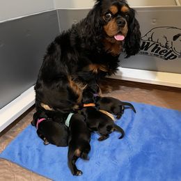 Cavalier King Charles Spaniel Puppies from Carter Woods Cavaliers