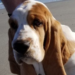 Basset Hounds from Justin's Basset Hounds