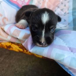 Alan - Black and tan male Pembroke Welsh Corgi puppy in Houston, Missouri from Pistol Creek Puppies