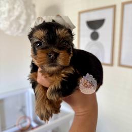 Lainey 4,813 - Black and tan female Yorkshire Terrier puppy in Pittsburg, California from Crystal Garden Yorkies