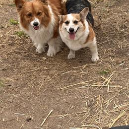 American Corgi puppies from Grassy Lake Corgis