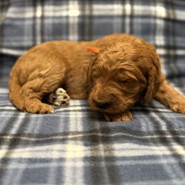 Orange - Red  female Goldendoodle puppy in Fayetteville, Arkansas from Mountain Grove Doodles