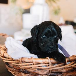 Purple Girl - Black female Cavapoo puppy in Mckinney, Texas from Doodles of North Tx