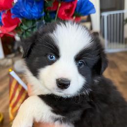 Charity - Black tri female Miniature Australian Shepherd puppy in Taylor, Arizona from Holy Ghost Ranch, Inc