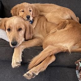 Golden Retriever Puppies from Golden Breed