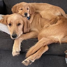 Golden Retriever Puppies from Golden Breed