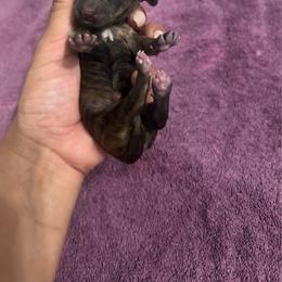 AKC Shaded Cream Brindle - Brindle female Dachshund puppy in Lehigh Acres, Florida from Ruby Rose Dachshund Dynasty