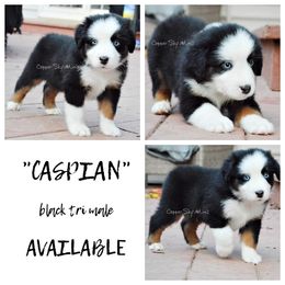 Caspian - Black tri male Miniature American Shepherd puppy in Montpelier, Virginia from Copper Sky Aussies & Mini American Shepherds