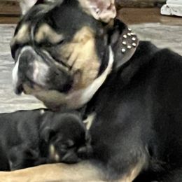 French Bulldogs from Dales NoTails