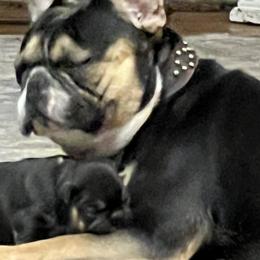 French Bulldogs from Dales NoTails